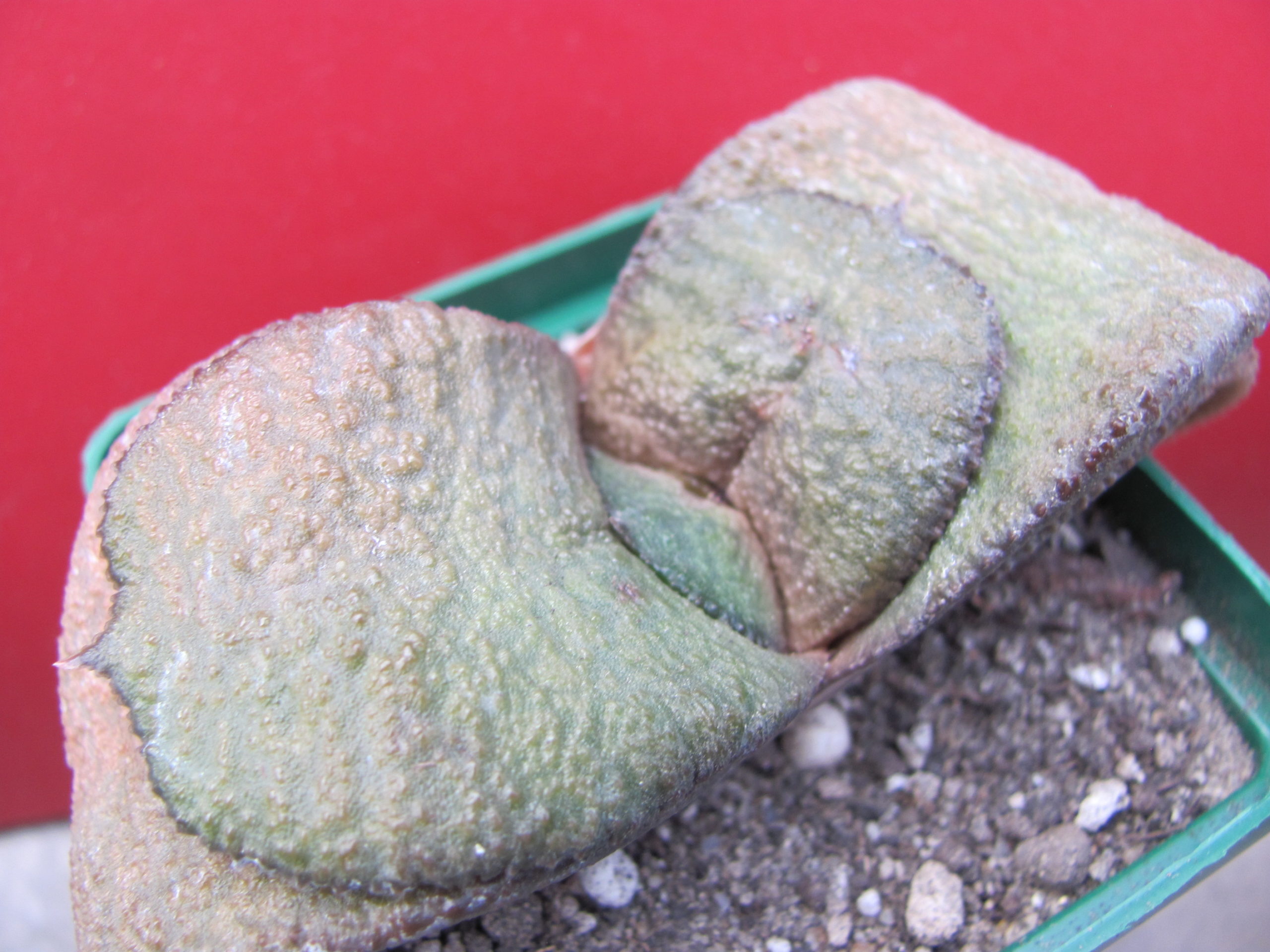 Gasteria  armstrongii x  batesiana *Clip Val*