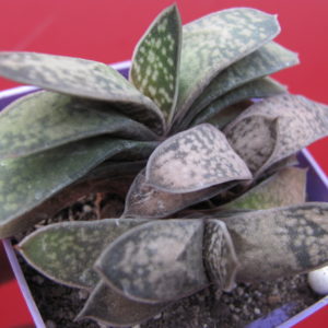 Gasteria liliputana  hybr.