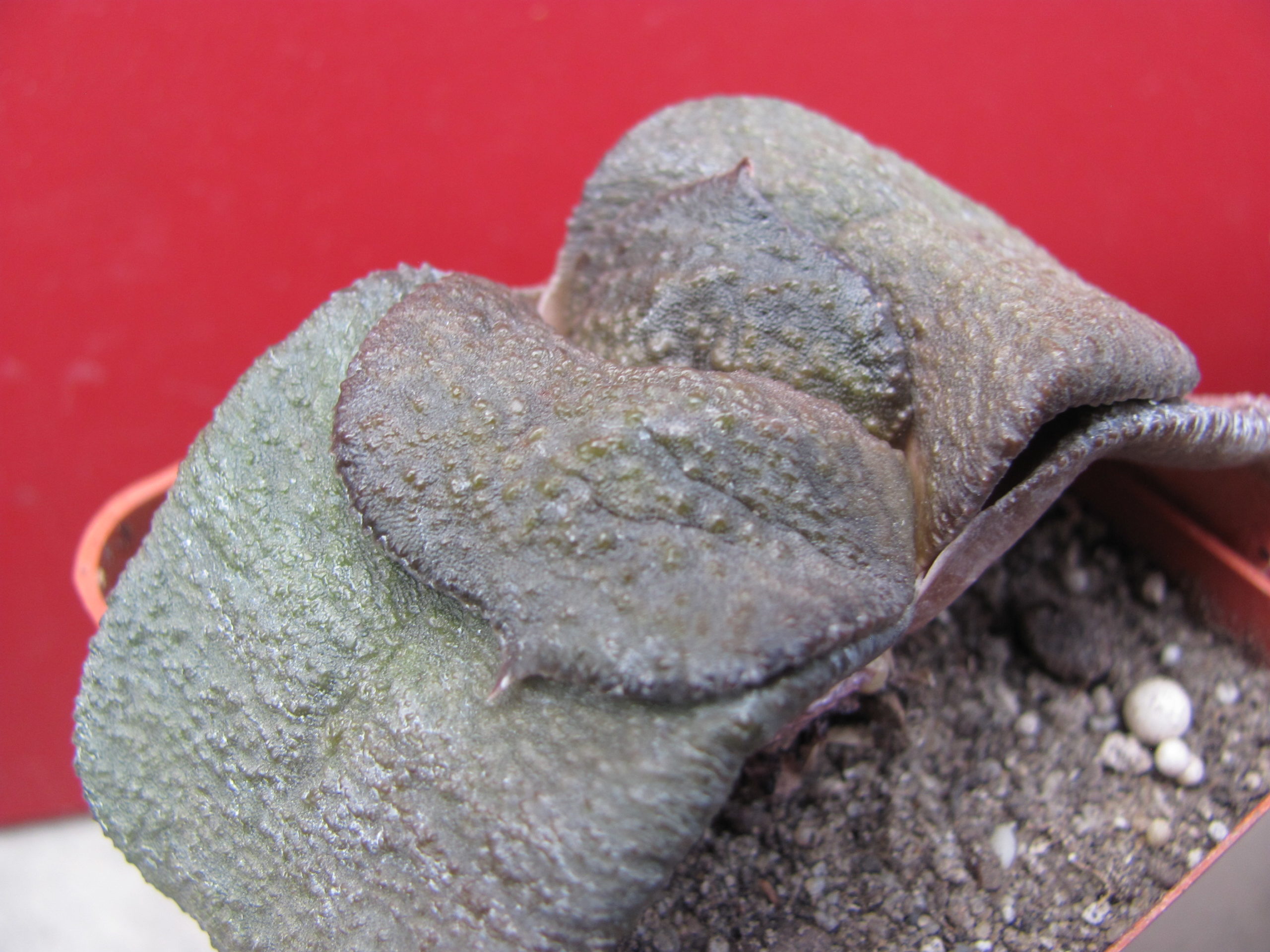 Gasteria  armstrongii x  batesiana *Clip Val*