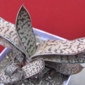 Gasteria    liliputana  hybr.