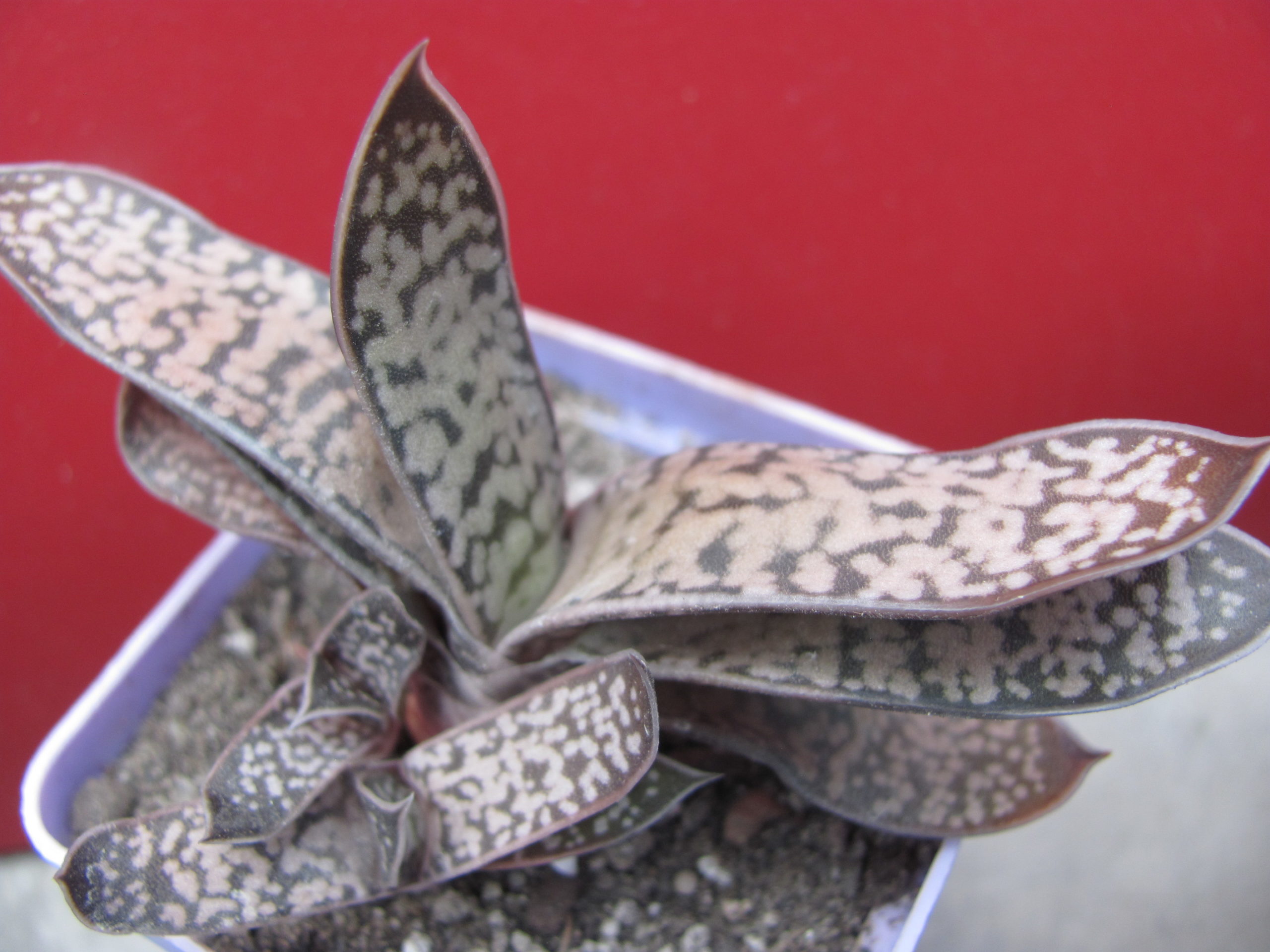 Gasteria    liliputana  hybr.