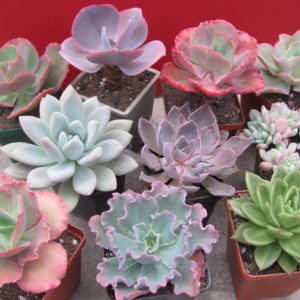 Echeveria    10 рослин разом по 100 гр