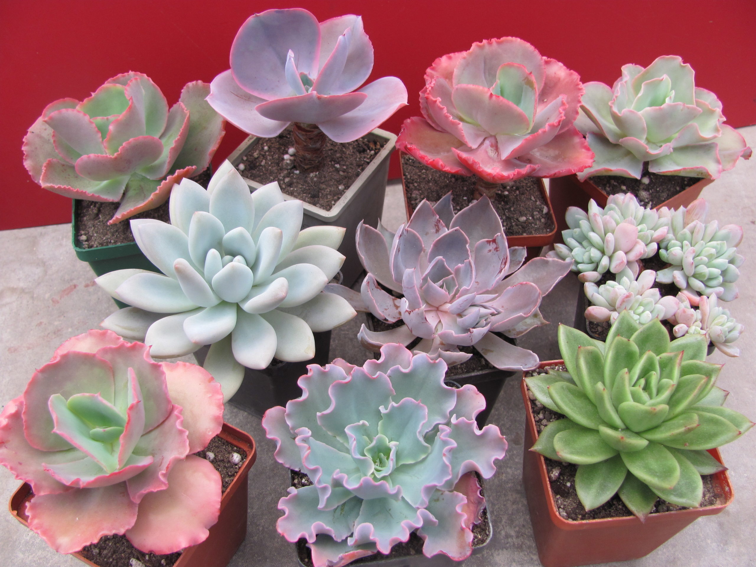 Echeveria    10 рослин разом по 100 гр