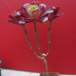 Aeonium Velour
