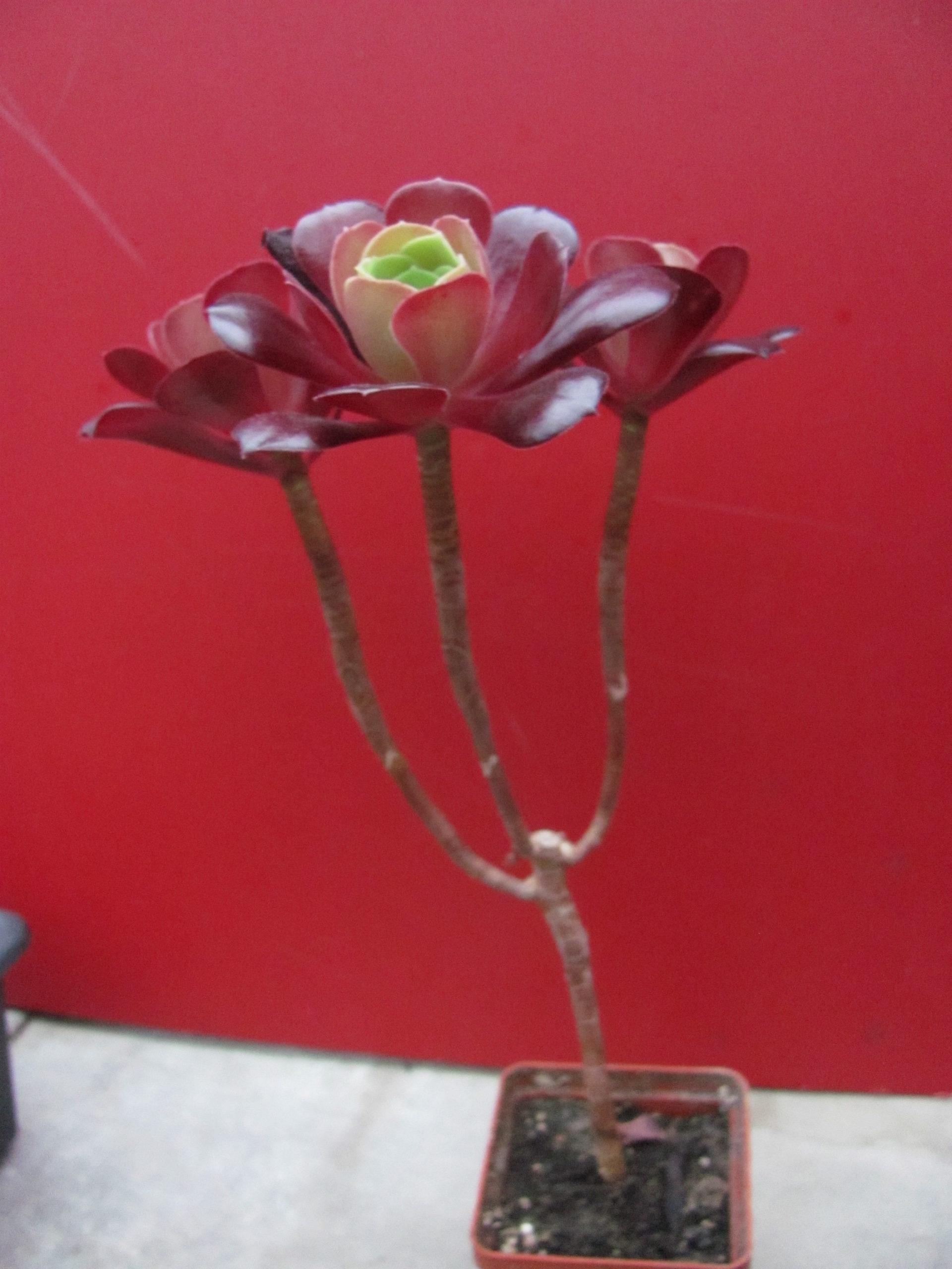 Aeonium Velour