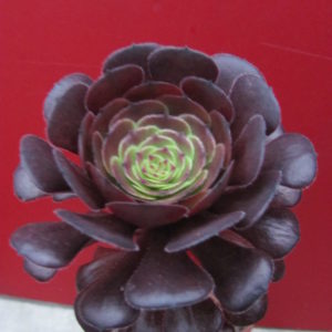 Aeonium Velour