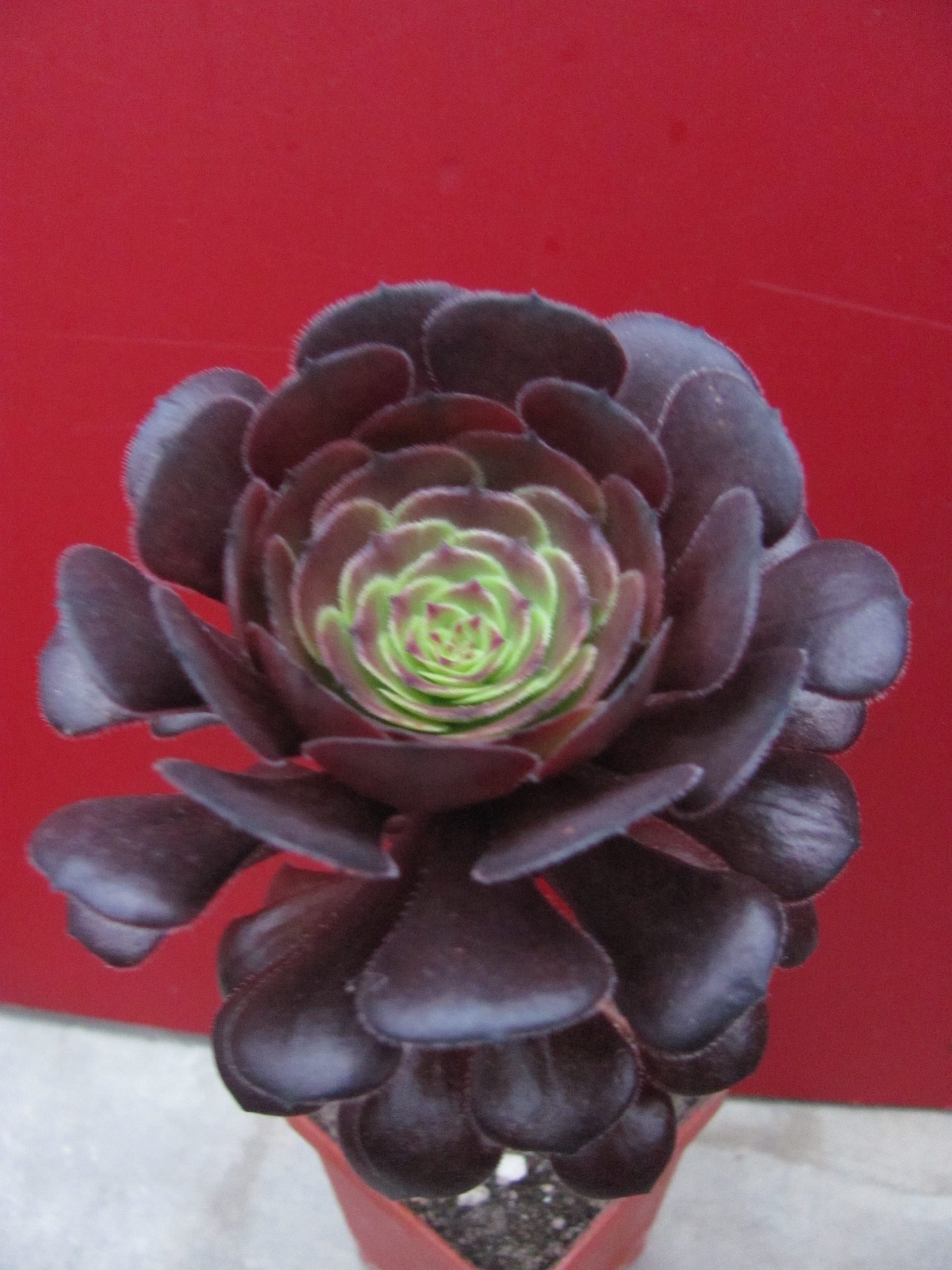 Aeonium Velour