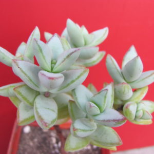 Crassula  perforata