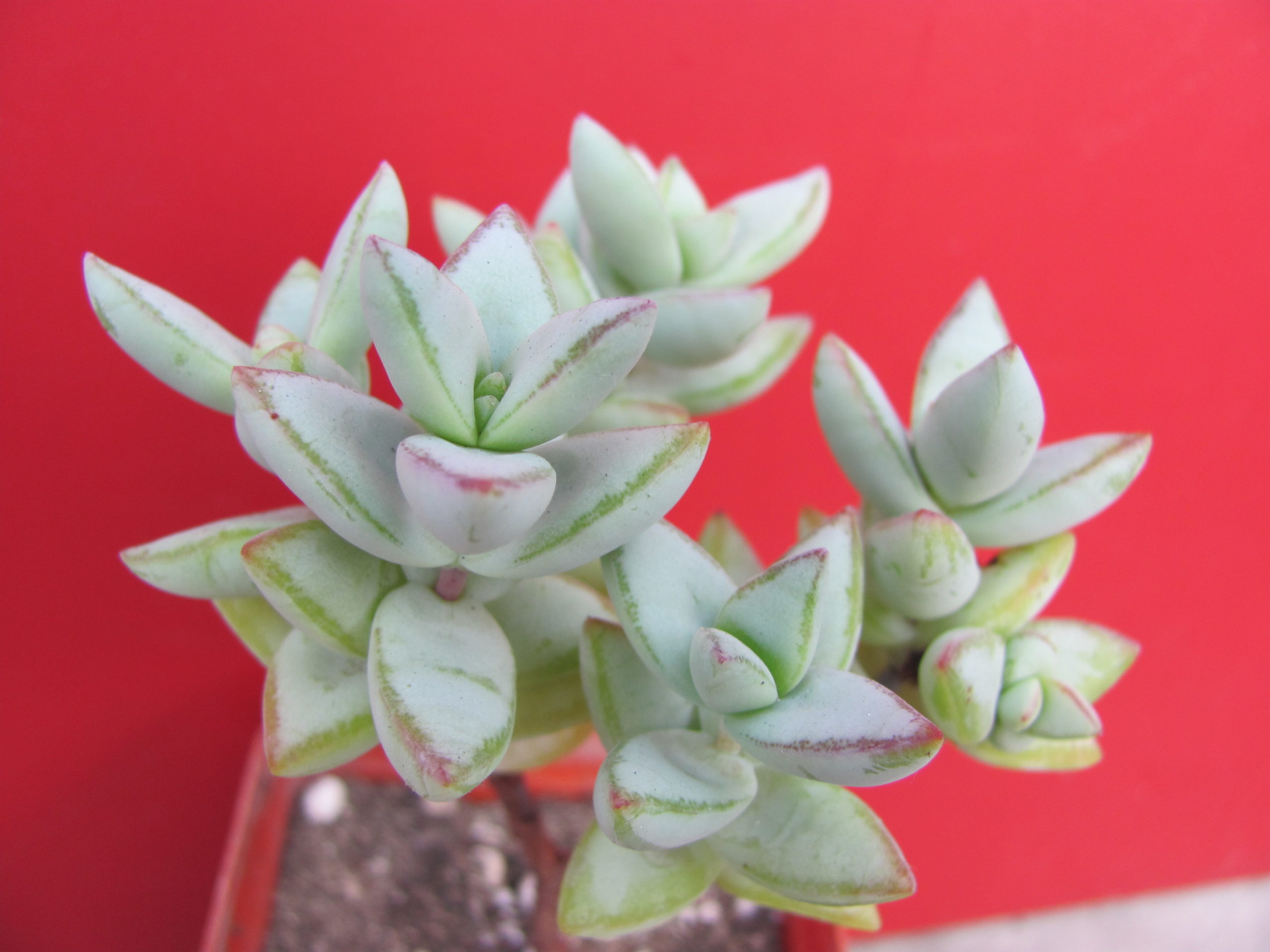 Crassula  perforata