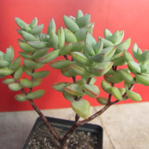 Crassula perforata