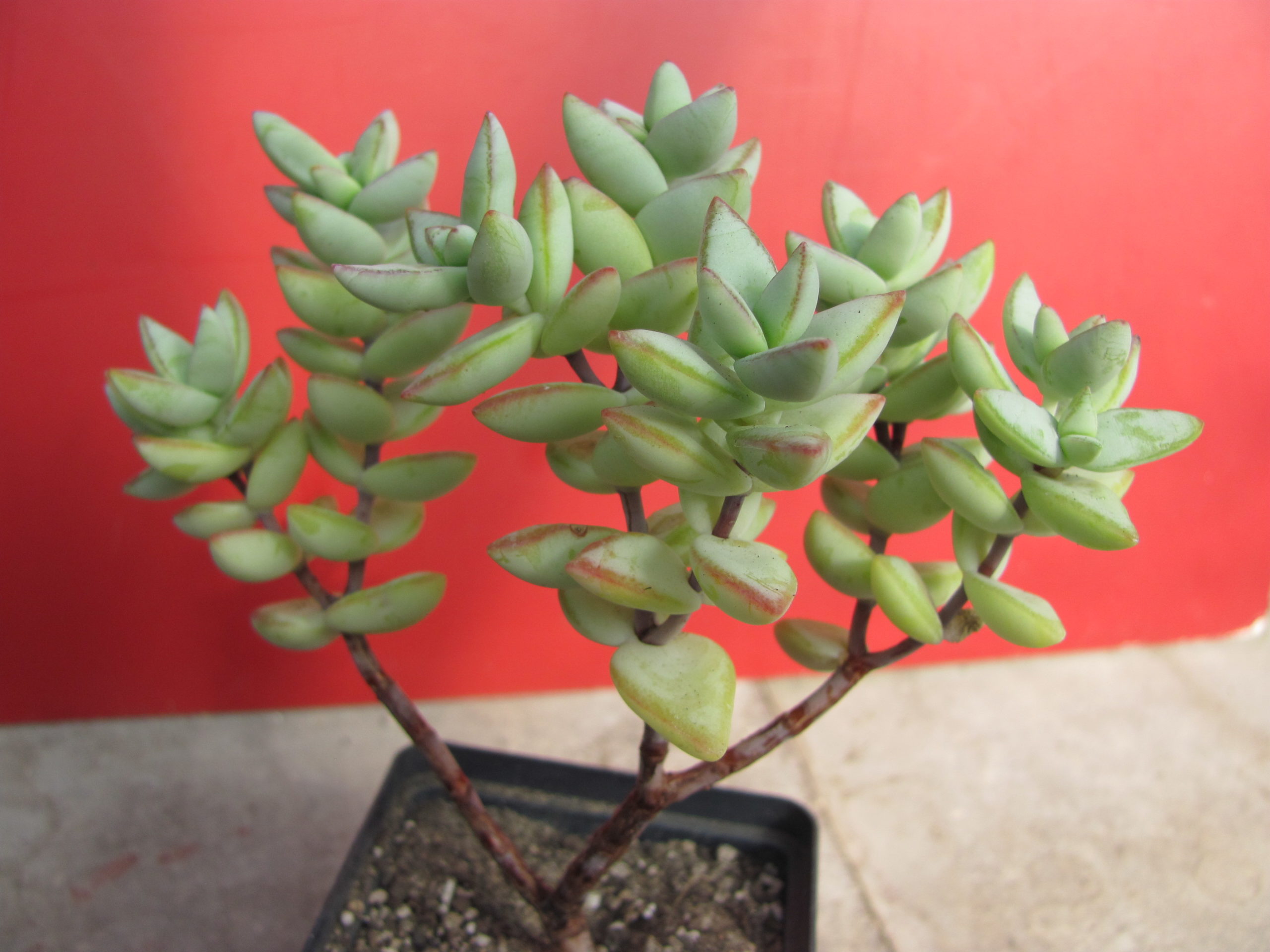 Crassula perforata