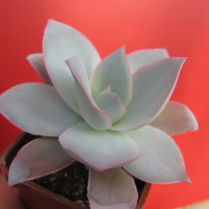 Echeveria cante