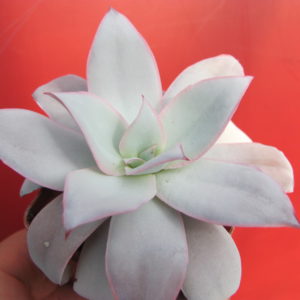 Echeveria   cante