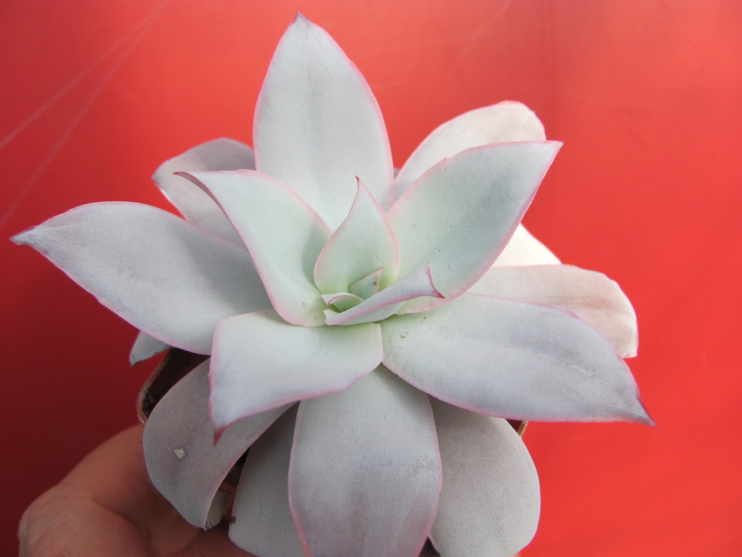 Echeveria   cante