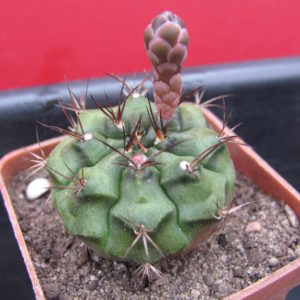 Gymnocalycium   volkeri