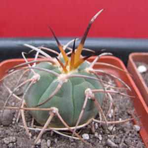 Gymnocalycium   cardenasianum longispinum
