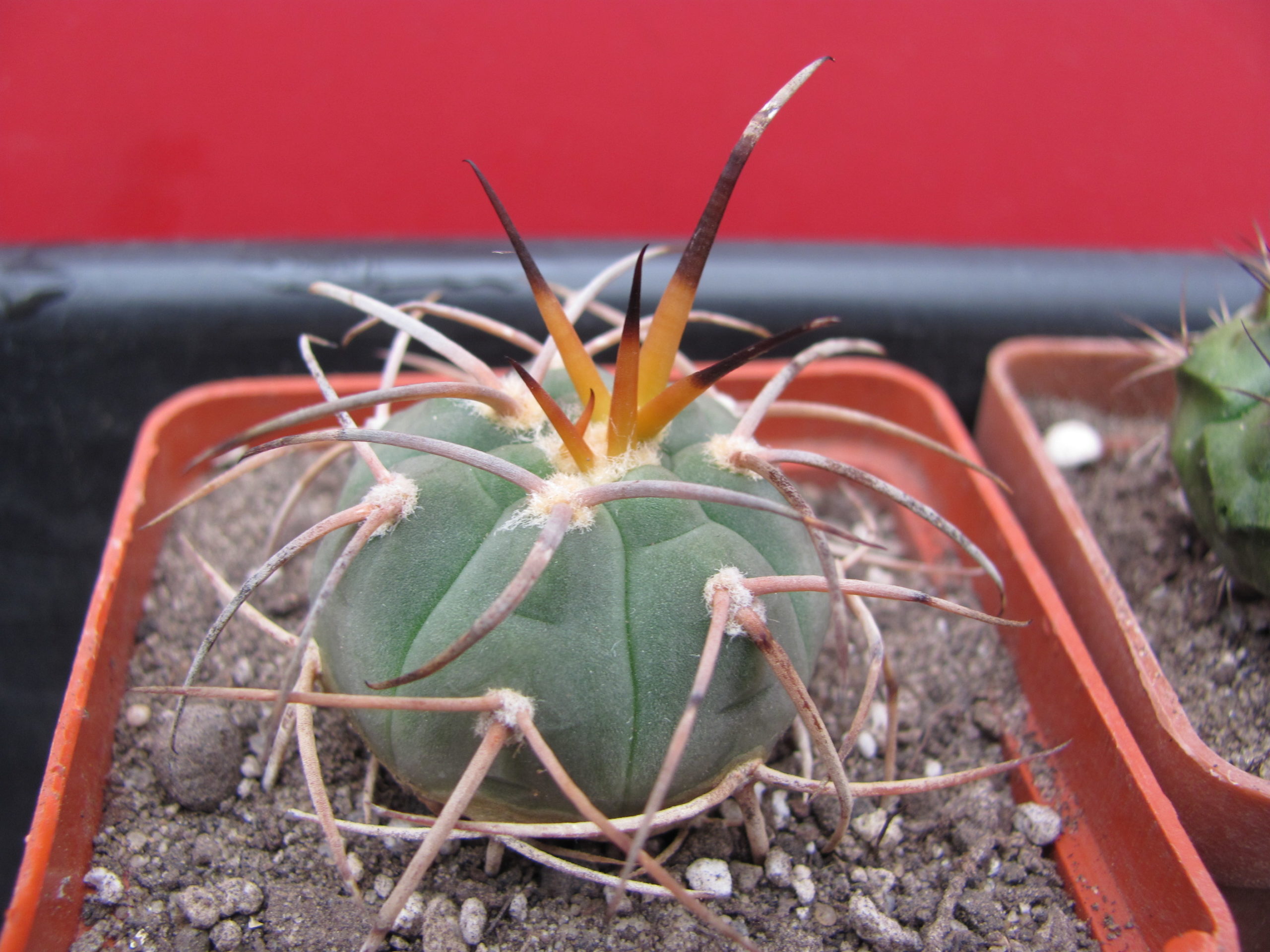 Gymnocalycium cardenasianum longispinum