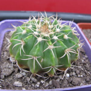 Wigginsia    vorwerkiana