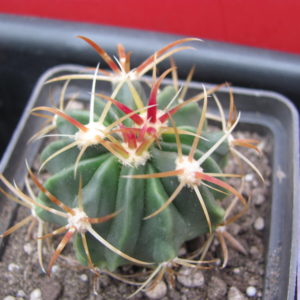 Ferocactus  latispinus  rubrispinus