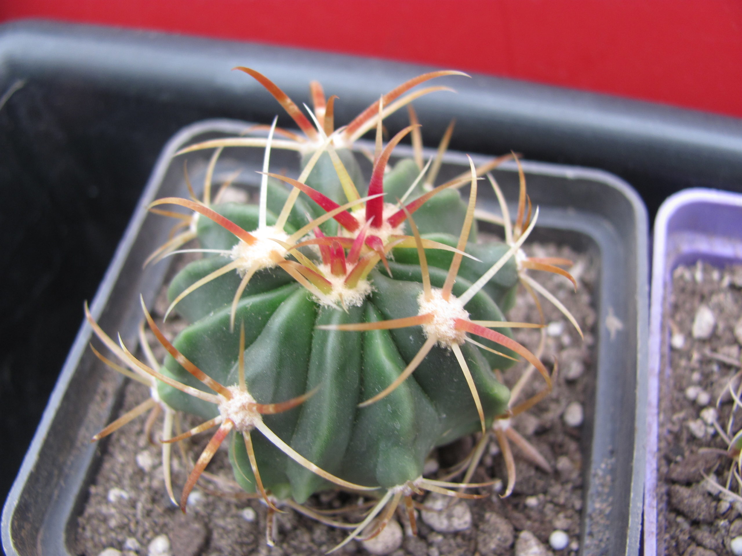 Ferocactus  latispinus  rubrispinus