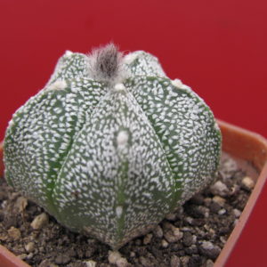 Astrophytum  coahuilense x superkabuto