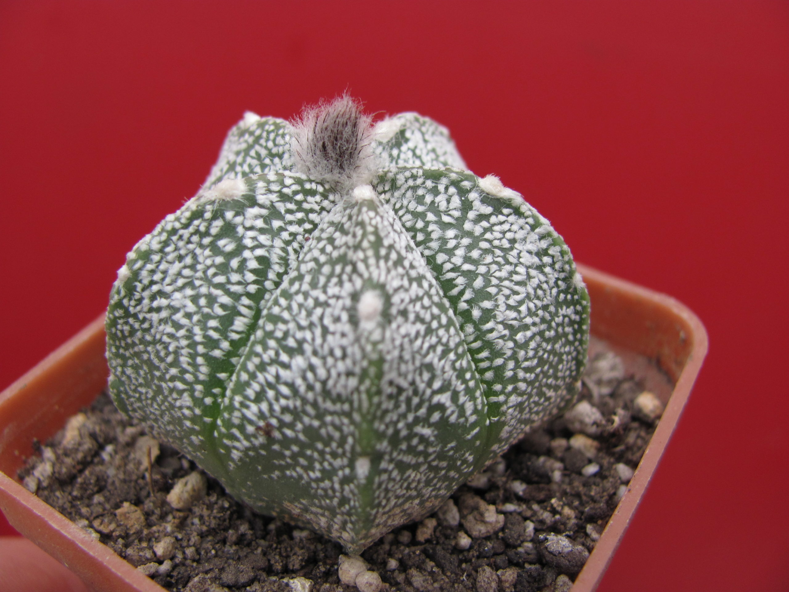 Astrophytum coahuilense x superkabuto