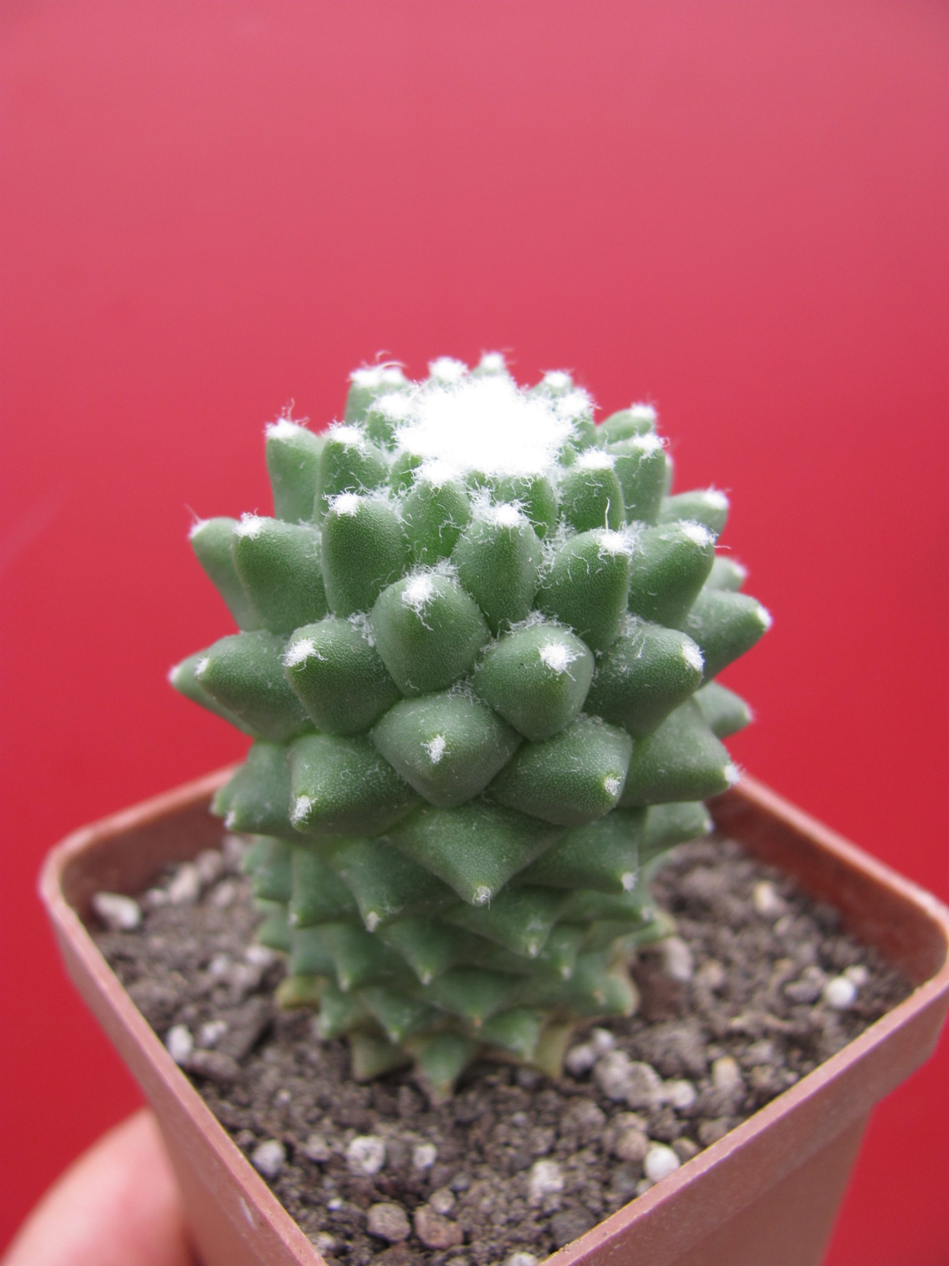 Mammillaria  Toluca