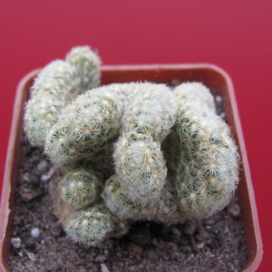 Mammillaria   elongata  cristata