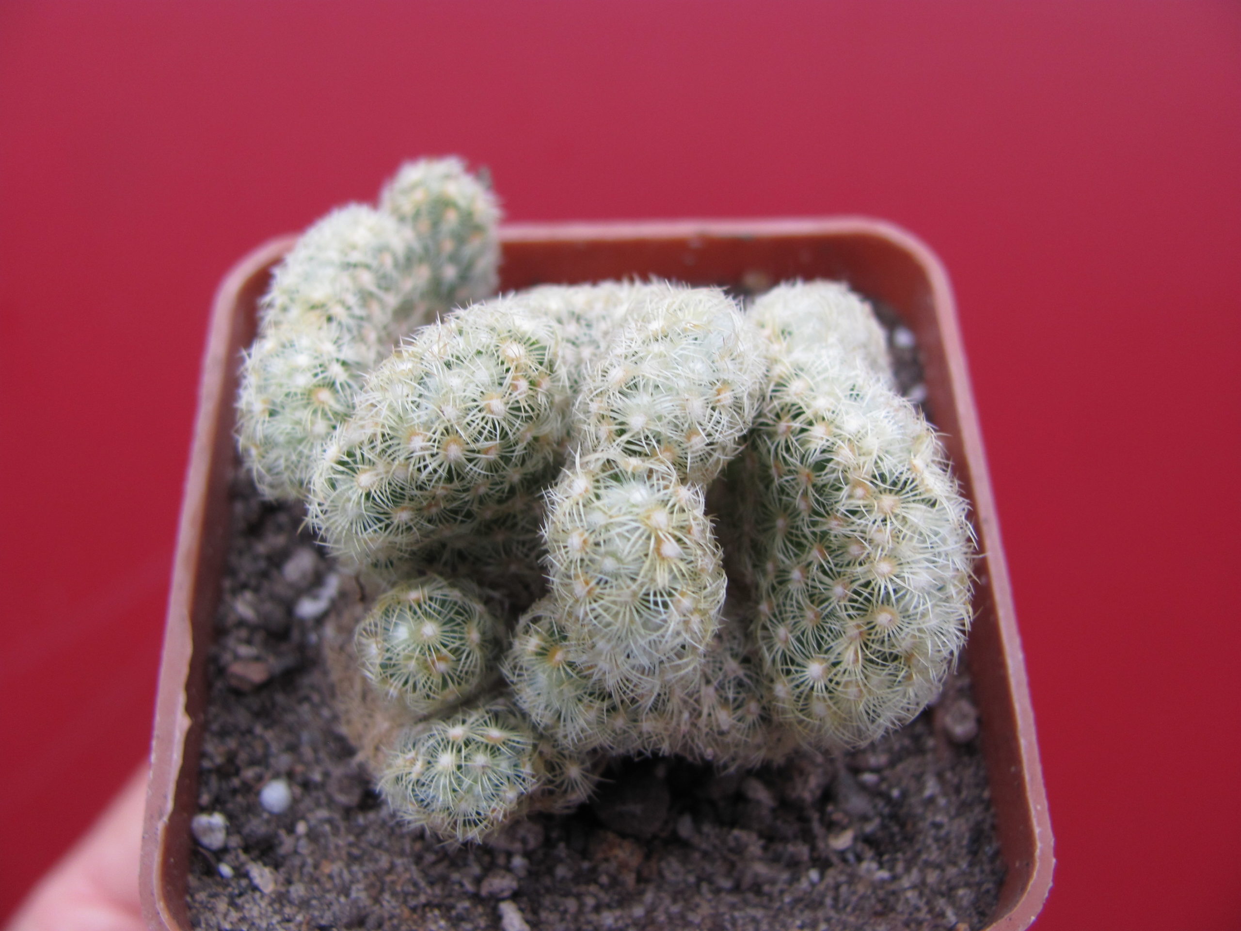 Mammillaria elongata cristata