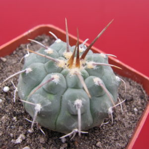 Gymnocalycium   vatteri      1 kol.