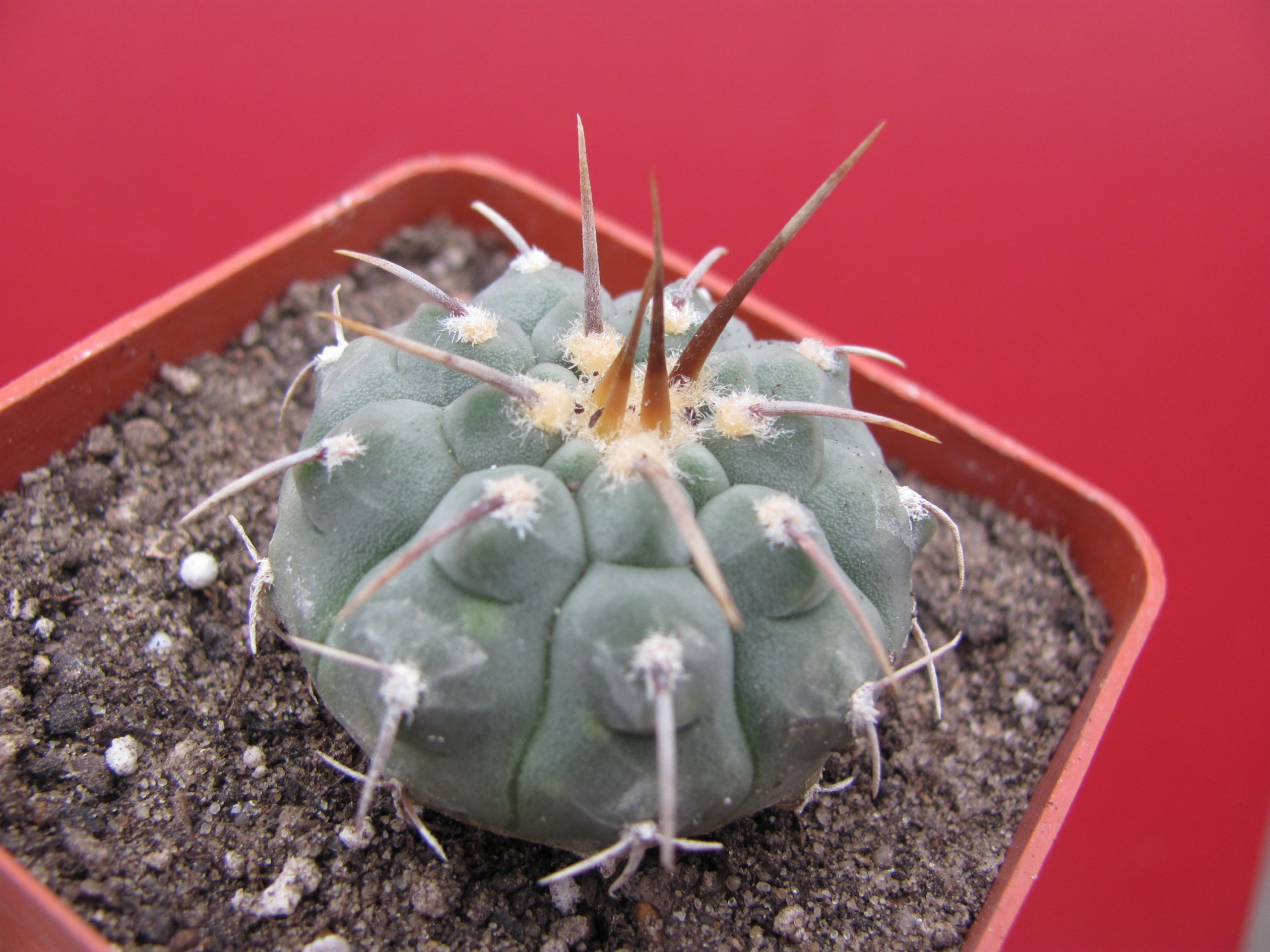 Gymnocalycium vatteri 1 kol.