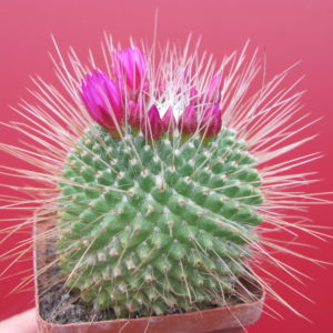 Mammillaria    un  Pico