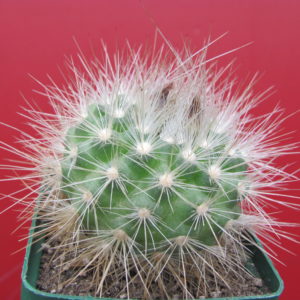 Parodia   penicillata  nivosa
