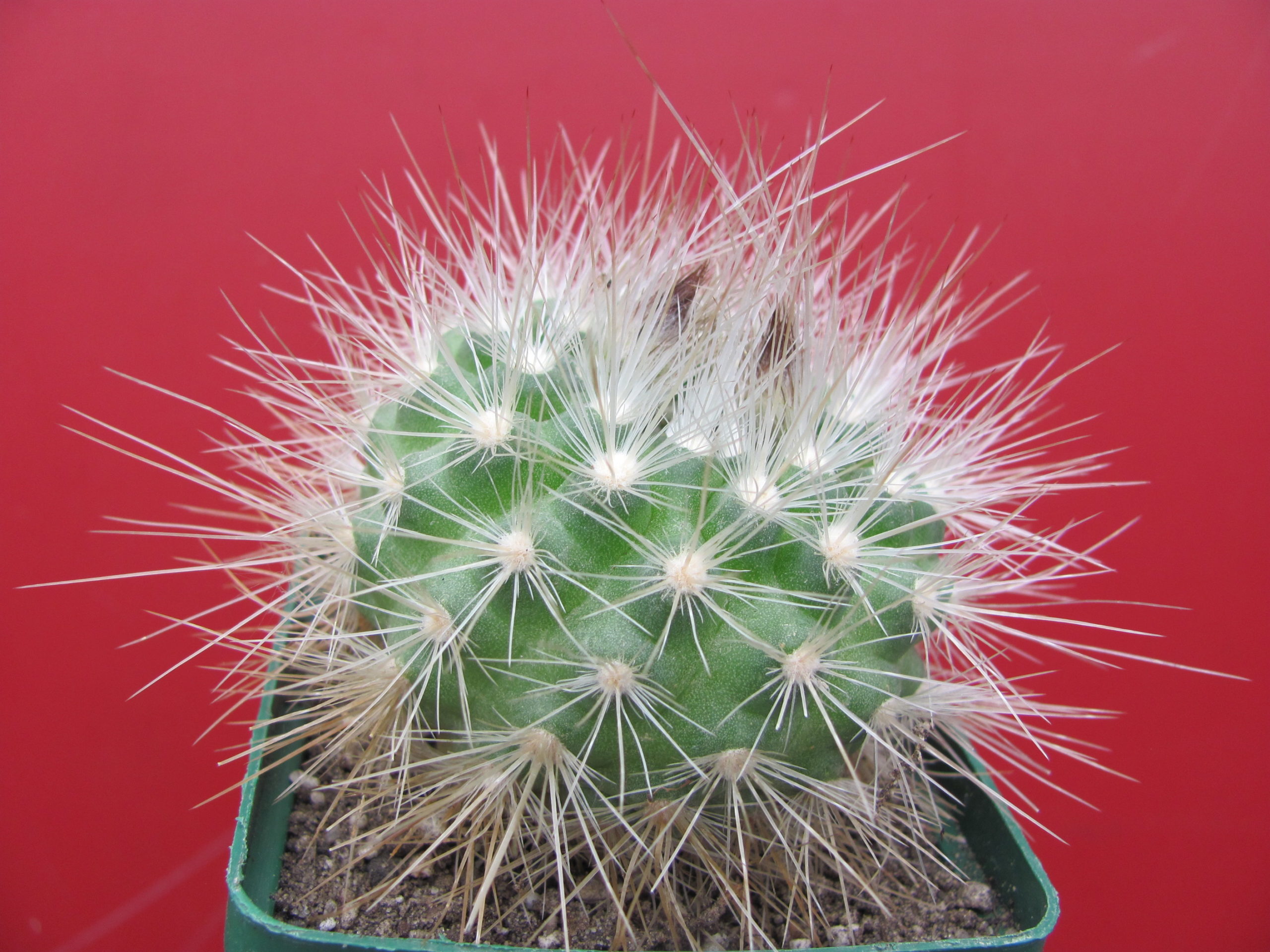 Parodia   penicillata  nivosa