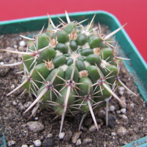 Notocactus  turecekianus