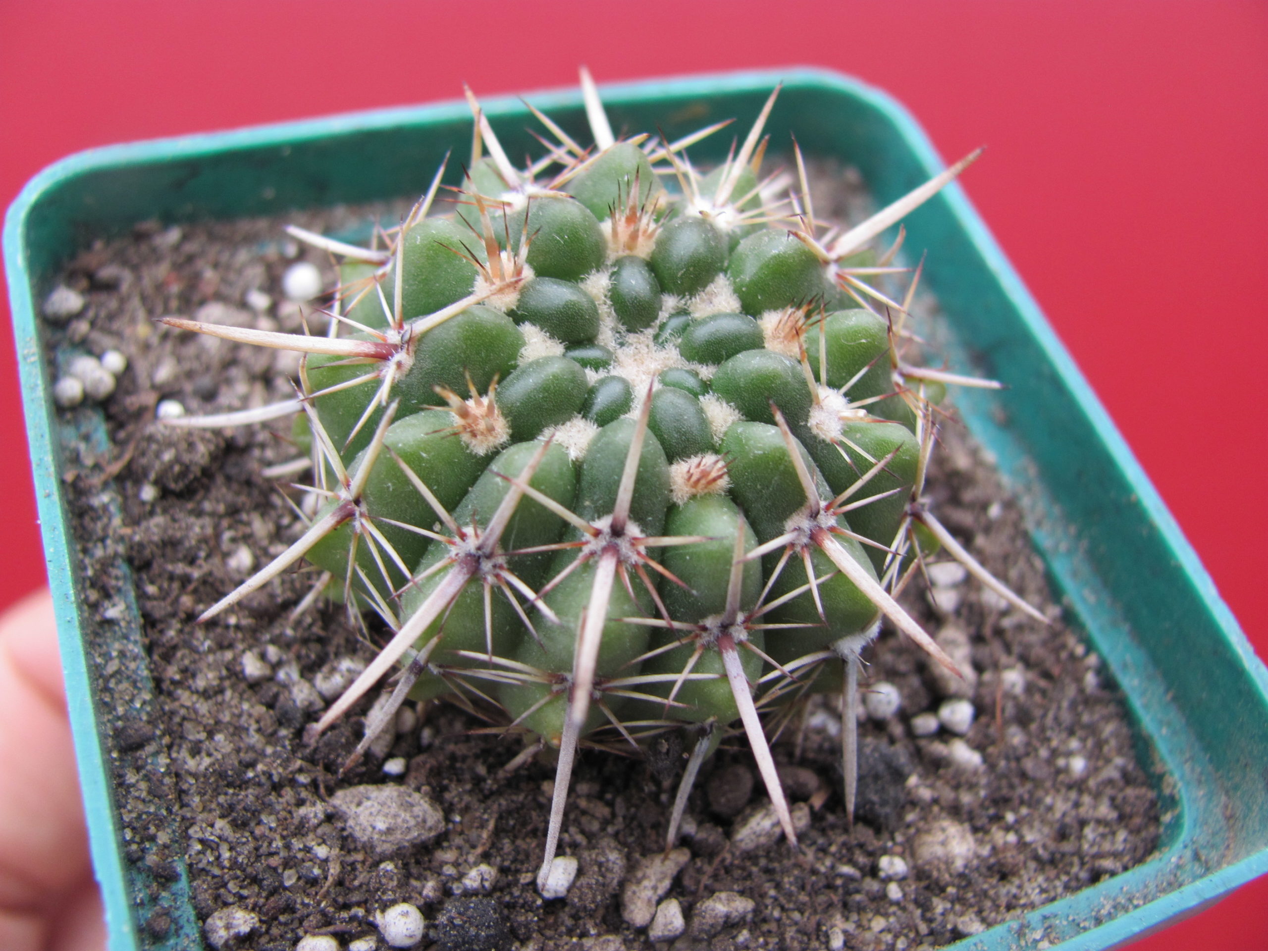 Notocactus  turecekianus