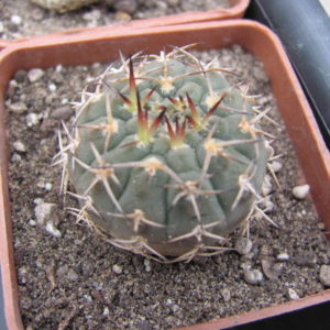 Gymnocalycium    asterium     Uhlig