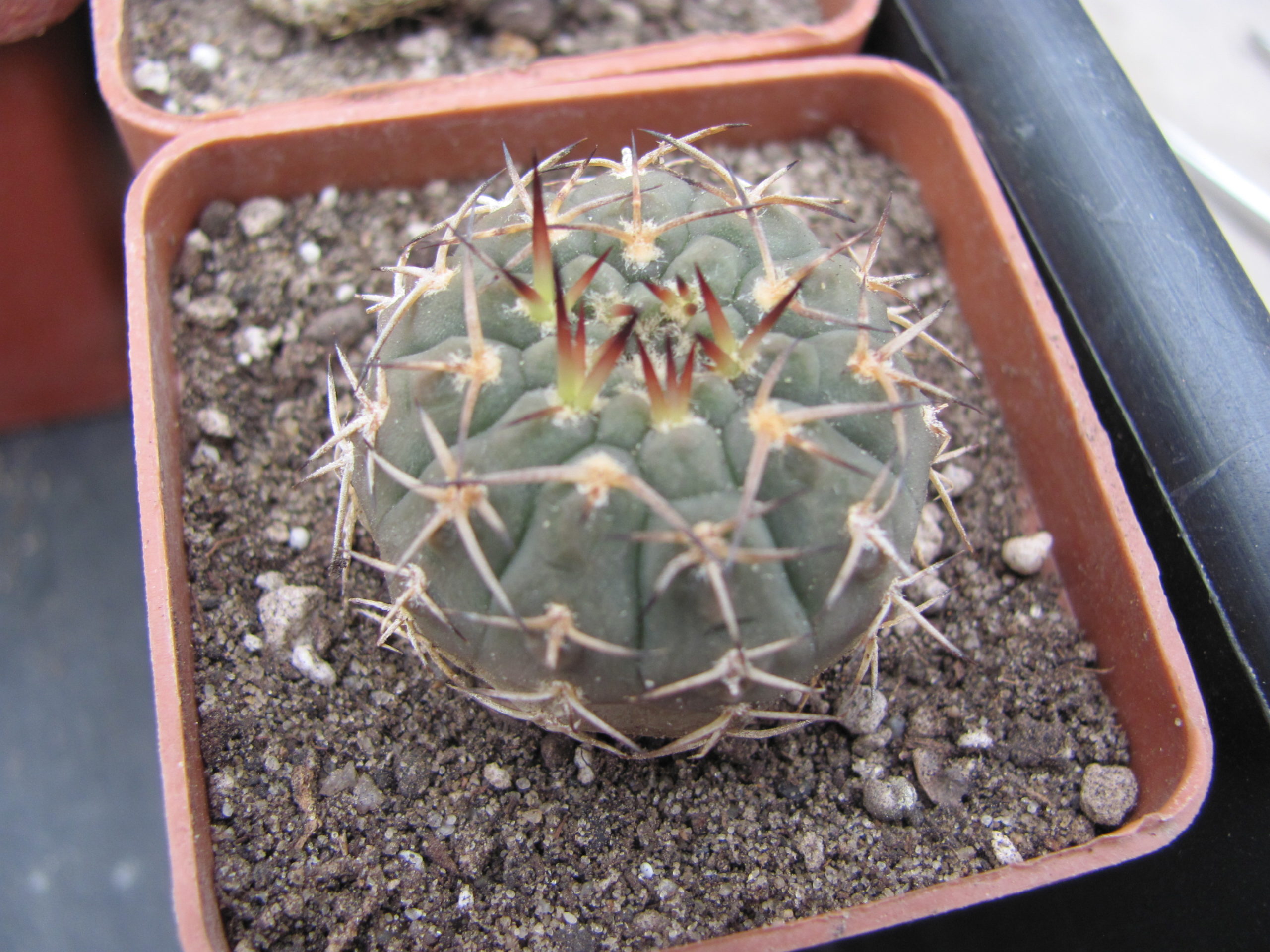 Gymnocalycium asterium Uhlig
