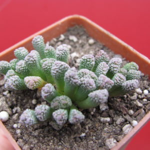 Neohenricia    sibbettii