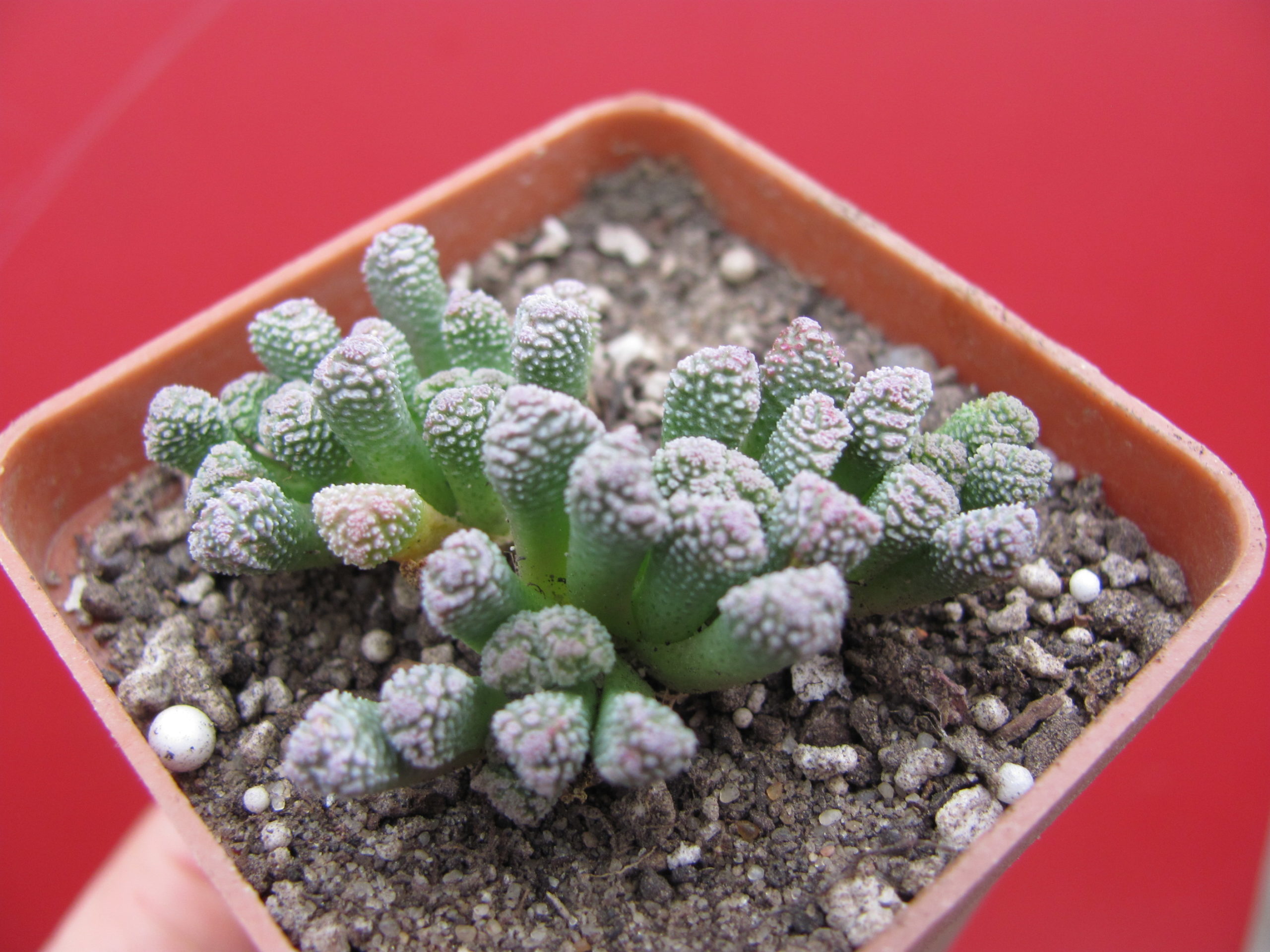 Neohenricia    sibbettii