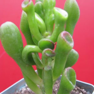 Crassula   ovata  *Gollum*