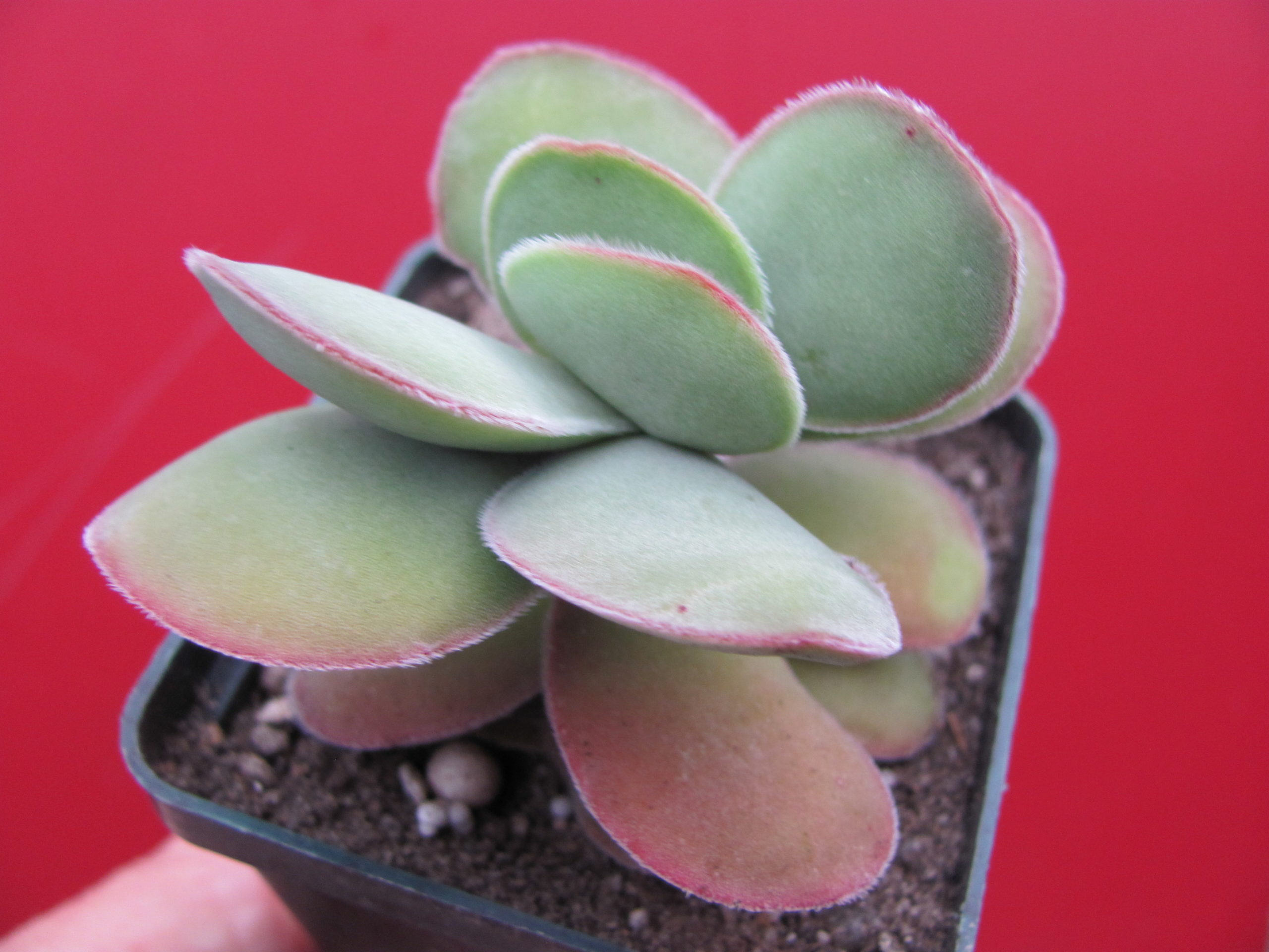 Crassula   cotyledonis
