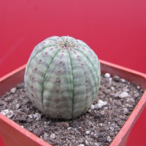 Euphorbia    simmetrica