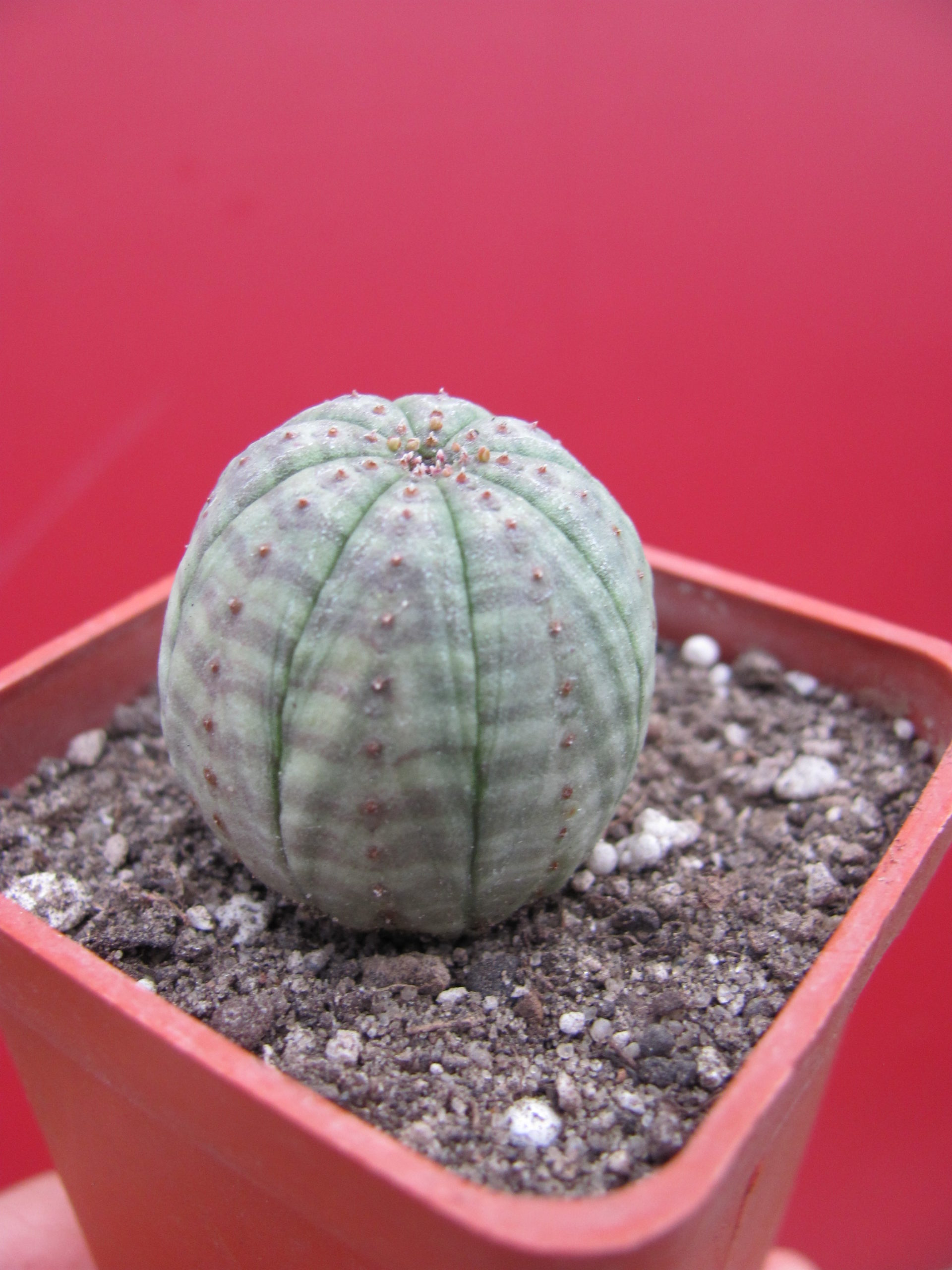 Euphorbia    simmetrica