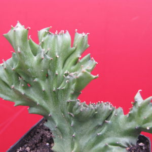 Euphorbia   lactea  cristata