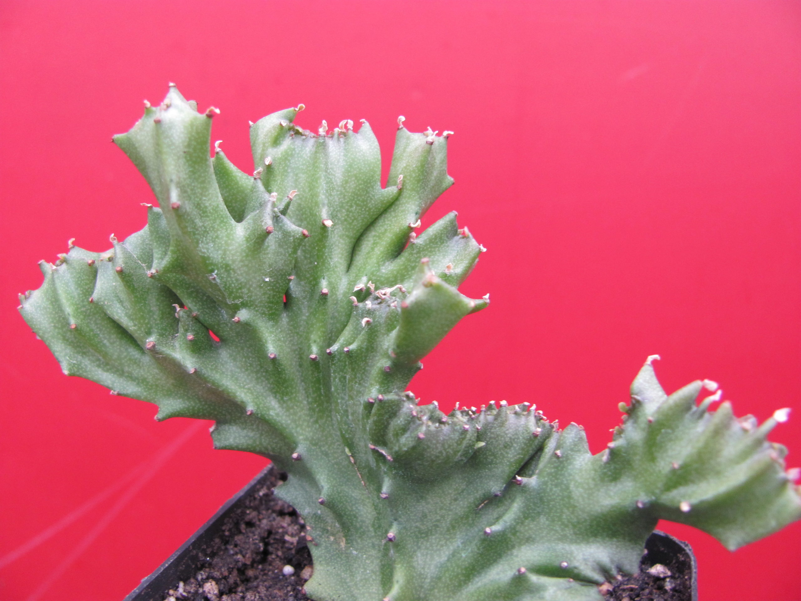 Euphorbia   lactea  cristata