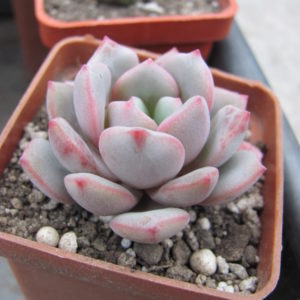 Echeveria   hybr.