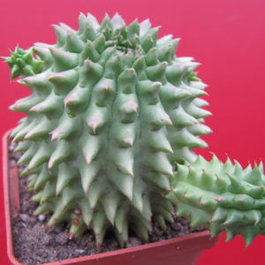 Euphorbia   susannae