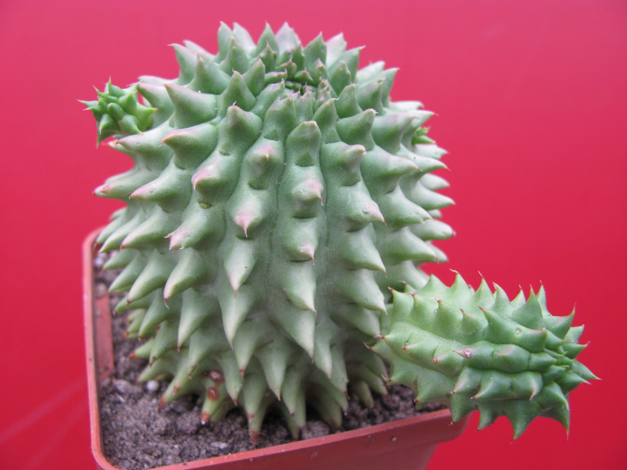 Euphorbia   susannae
