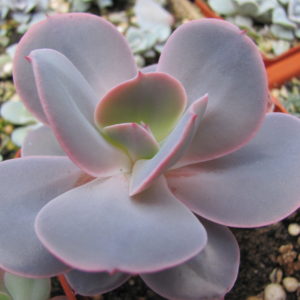 Echeveria   hybr.